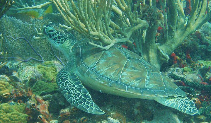 Snorkeling, SNUBA & Sunset Cruises Islamorada Florida | Sundance ...